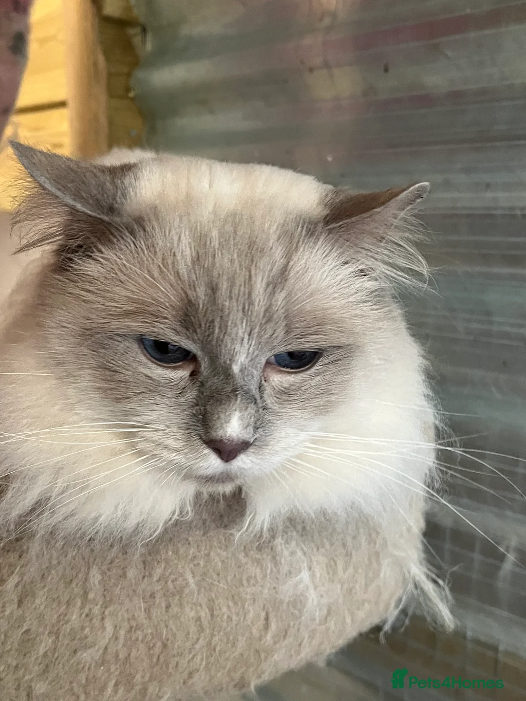 Ragdoll cats for stud: GCCF lilac ragdoll male for Stud  - Advert 1