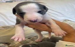 Whippet dogs for sale: KC Registered Blue Whippets - Image 8