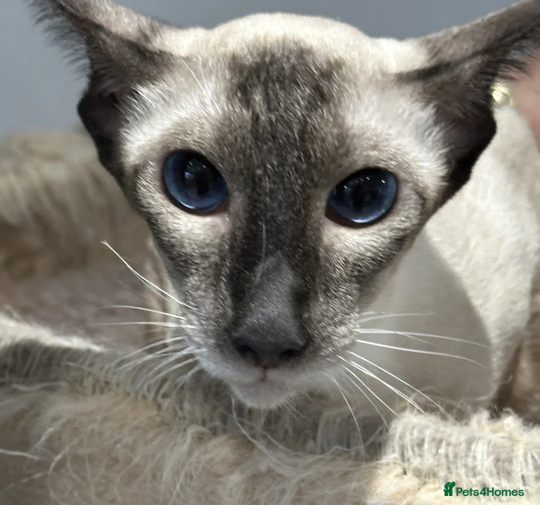 Siamese cats for sale: Siamese Female Seal Point - Active Register - Advert 4