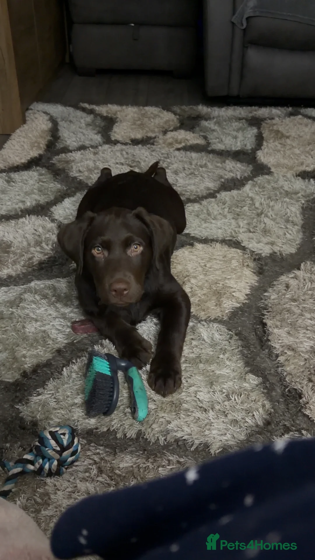 Labrador Retriever dogs for sale: Chocolate Labrador 4 month male  - Advert 3