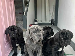Neapolitan Mastiff dogs Neapolitan mastiff puppies - Advert 7