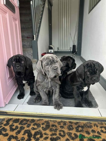 Neapolitan Mastiff dogs Neapolitan mastiff puppies - Advert 2