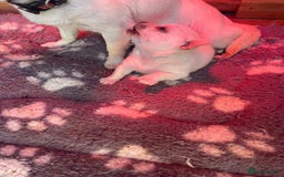 Chihuahua dogs for sale: Chunky Chihuahua puppy  - Image 3
