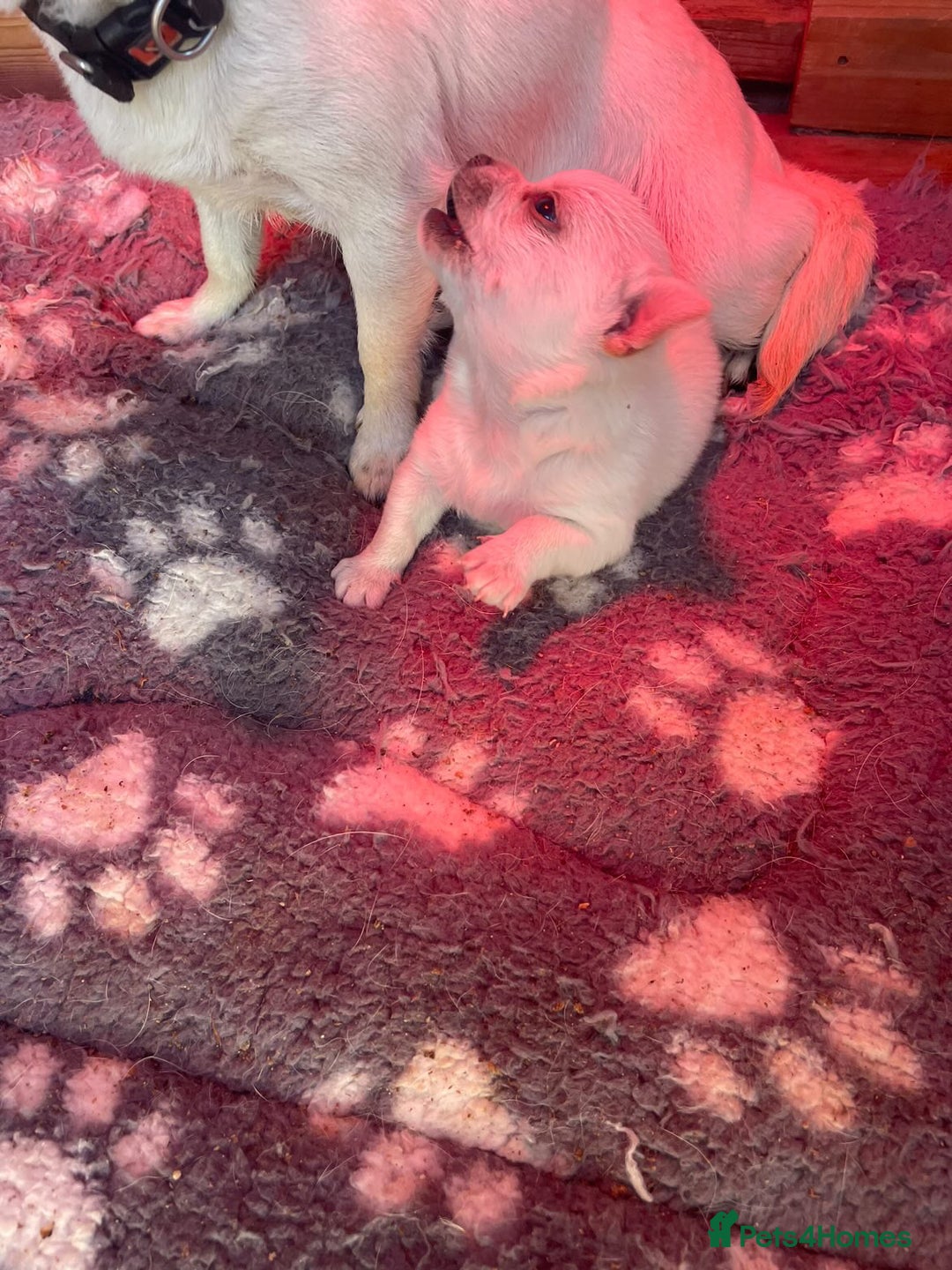 Chihuahua dogs for sale: Chunky Chihuahua puppy  - Image 3