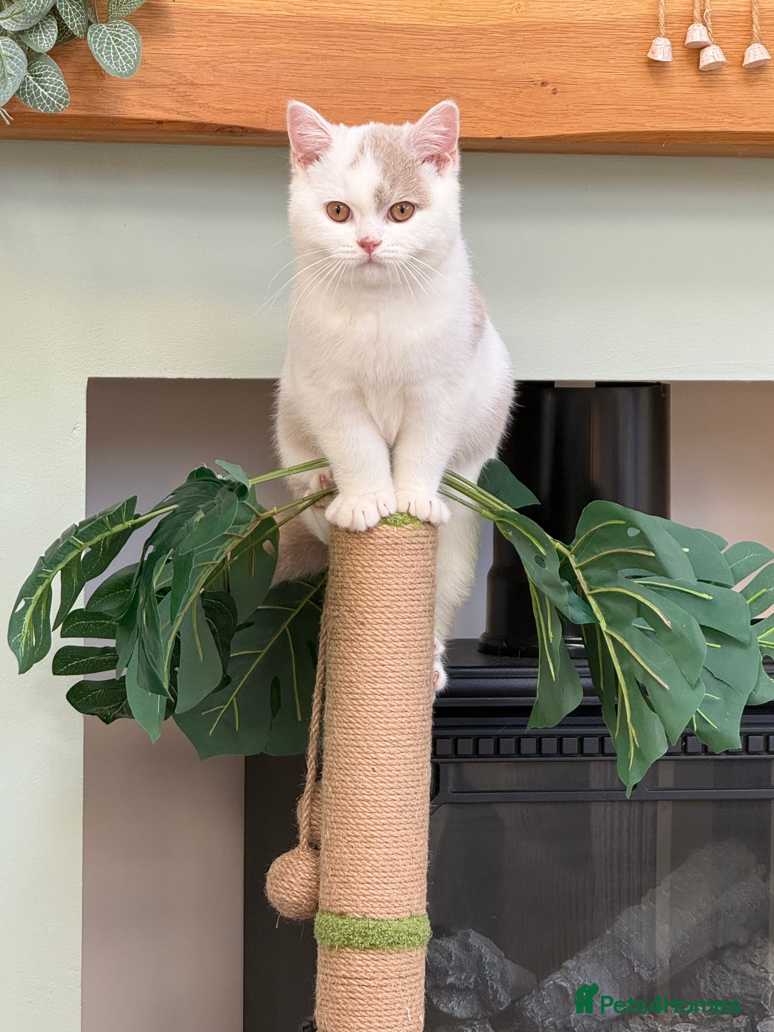 British Shorthair cats REDUCED - GCCF KITTENS READY NOW  - Advert 2