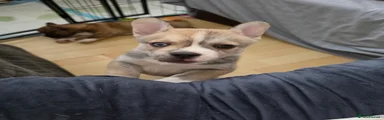 Frenchie Pomsky 1