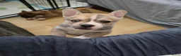 Pomsky dogs for sale: 2 boy Beautiful unusual marking frenchie pomsky  in Southend-on-Sea - Advert 18