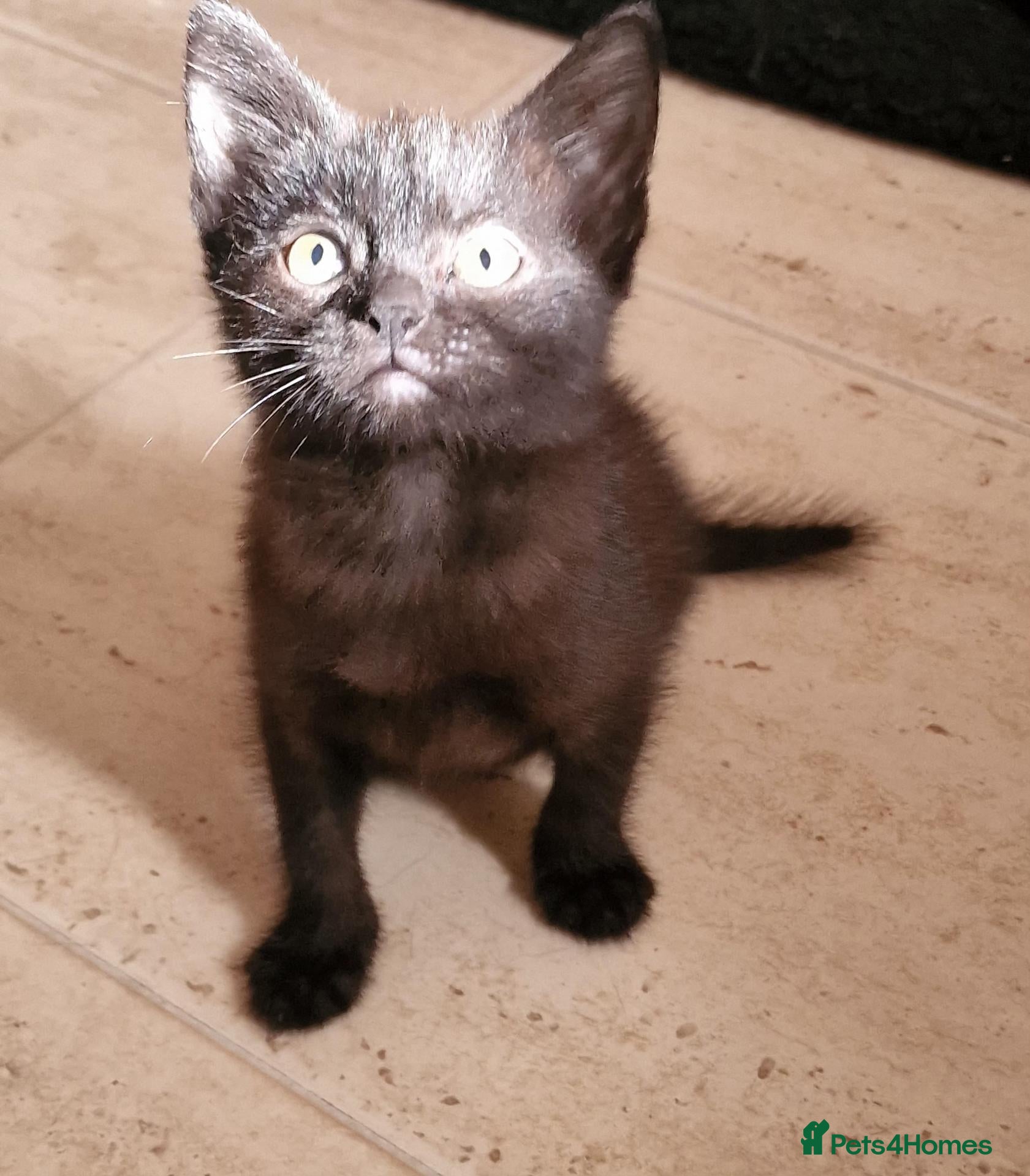 Mixed Breed cats 2 beautiful kittens  - Advert 1