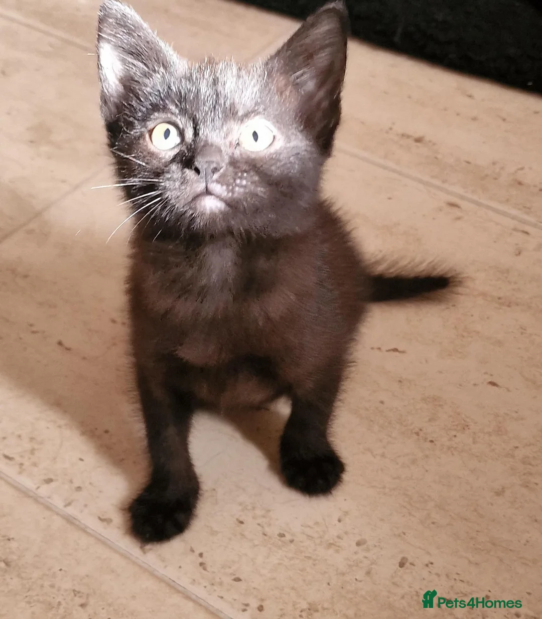 Mixed Breed cats for sale: 2 beautiful kittens  - Advert 1