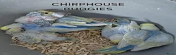 Budgerigars birds for sale: Rare Budgies - Advert 6