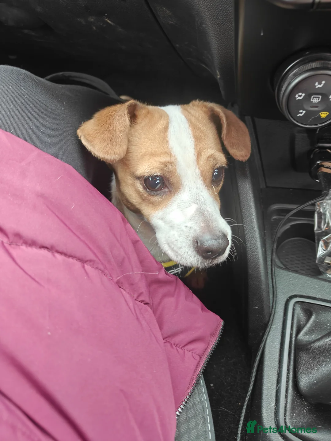 Jackapoo dogs for sale: 1 year old jackapoo looking for his forever home  in Barnard Castle - Advert 2