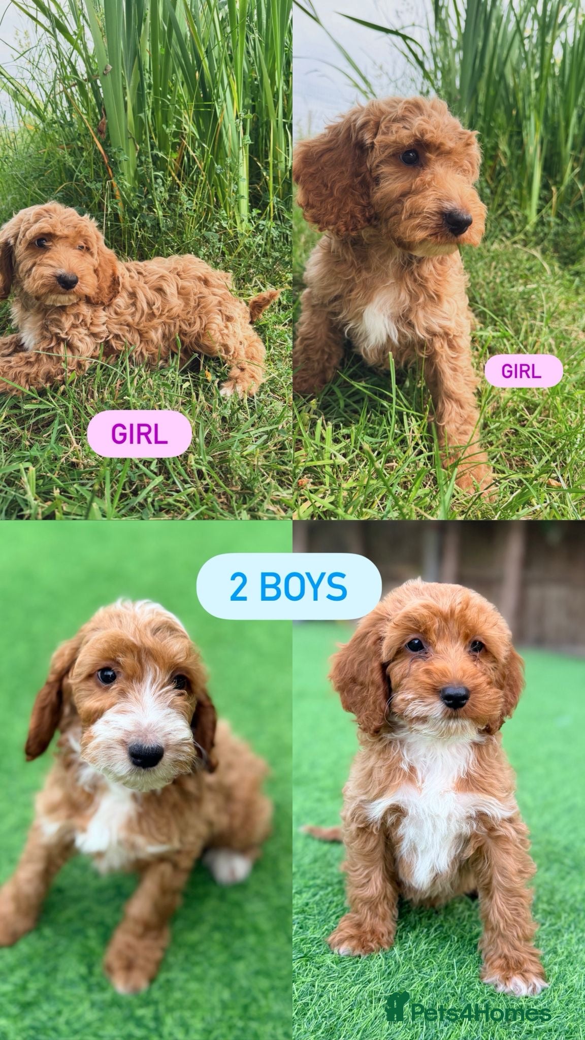 Cockapoo dogs F1 boys&girl cockapoo READY TO LEAVE  - Advert 1