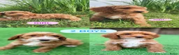 Cockapoo dogs for sale: F1 LAST BOY cockapoo READY TO LEAVE  - Advert 1