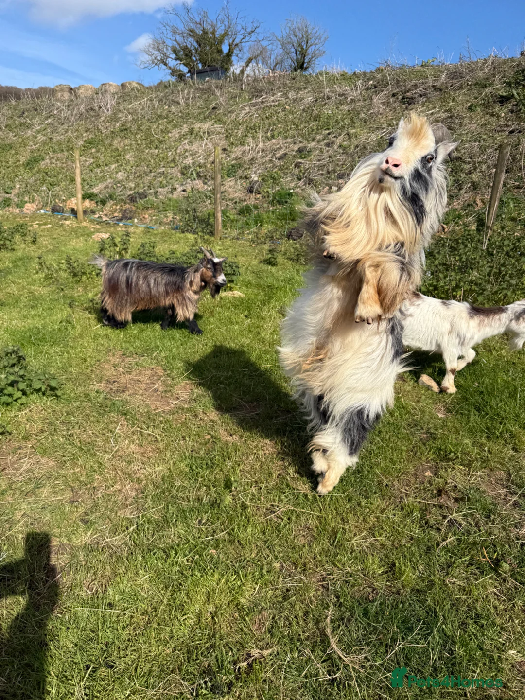 Goats livestock for sale: Pygmy goat - Advert 3