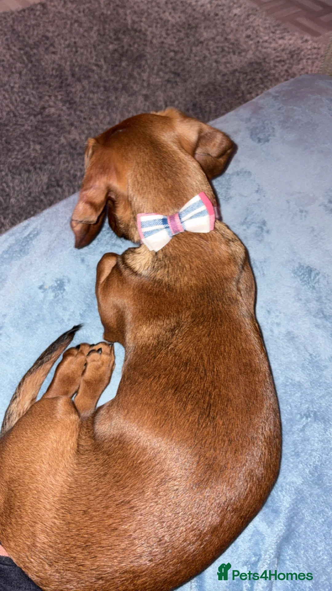 Dachshund dogs for sale: Short haired miniature dachshund puppy - Advert 2