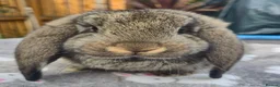 French Lop rabbits for sale:  socilised French Lops - Advert 2
