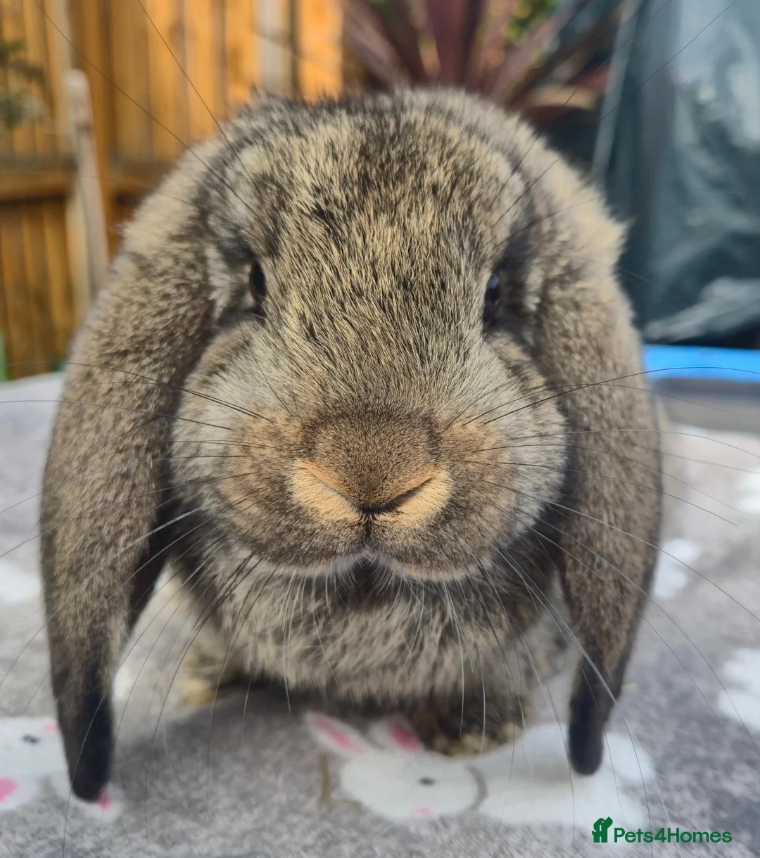 French Lop rabbits for sale:  socilised French Lops - Advert 2