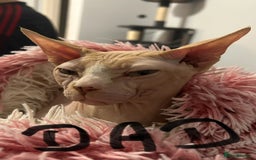 Sphynx cats for sale: Amazing colour Sphynx - Image 39