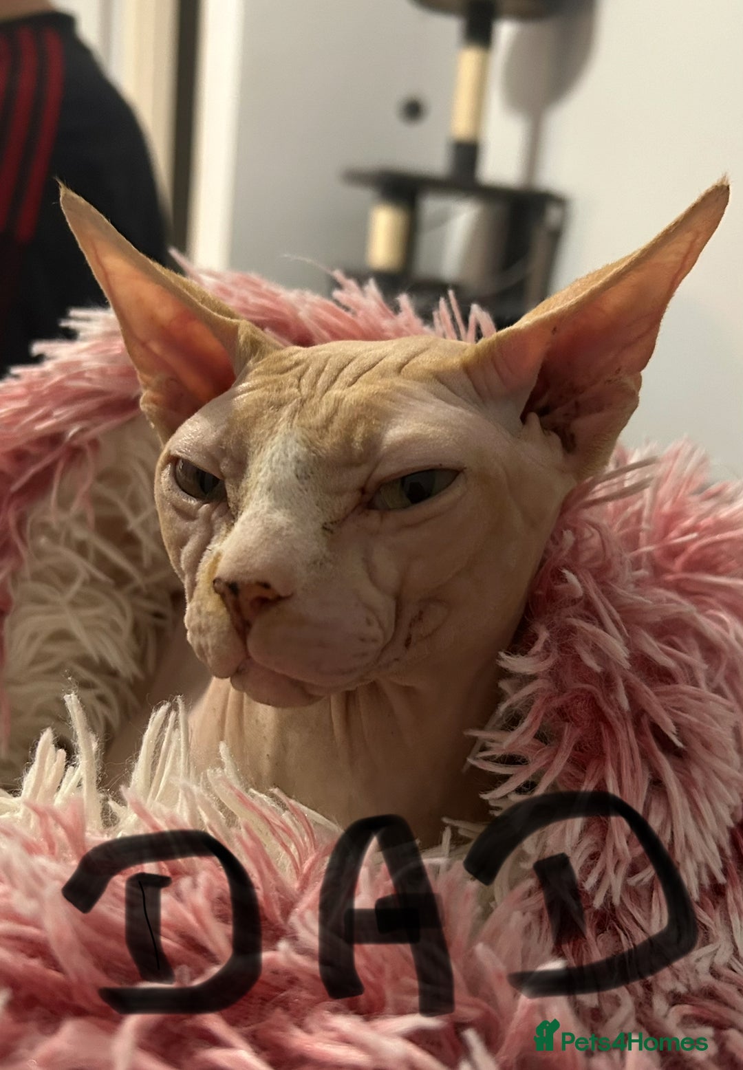 Sphynx cats for sale: Amazing colour Sphynx - Image 39