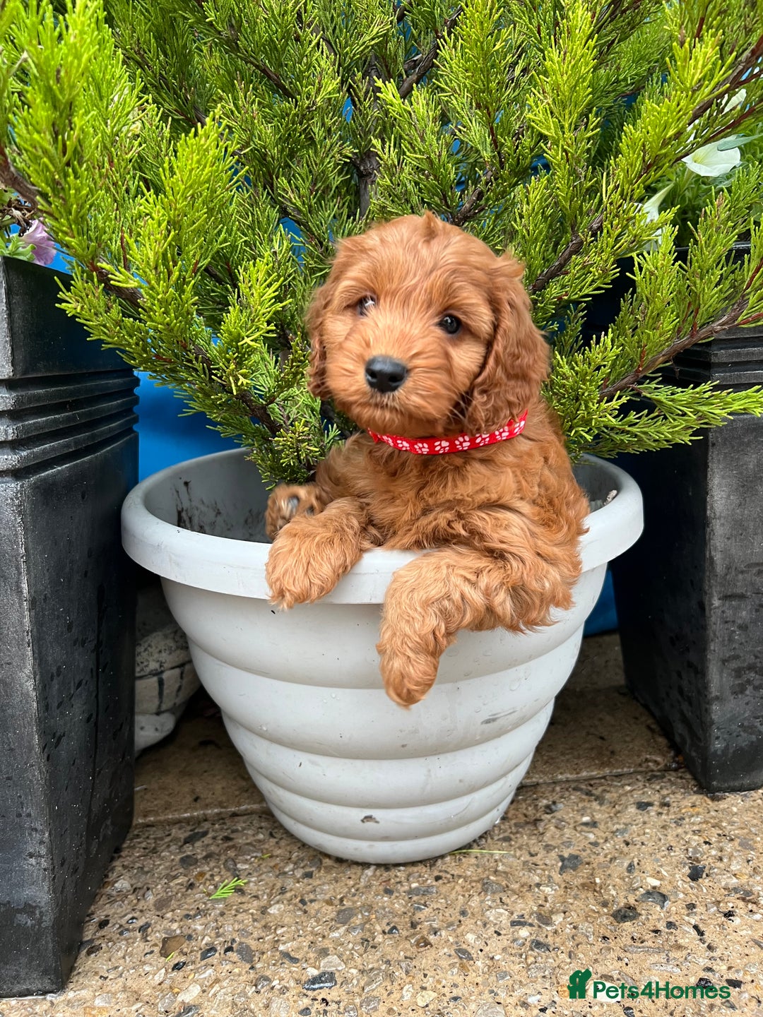 Cockapoo dogs for sale: LAST GIRL!!!!! F1 Cockapoo Puppies!!! - Advert 26