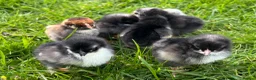 Chickens poultry for sale: 8x Week Old PURE BREED Chicks for sale! - Advert 5