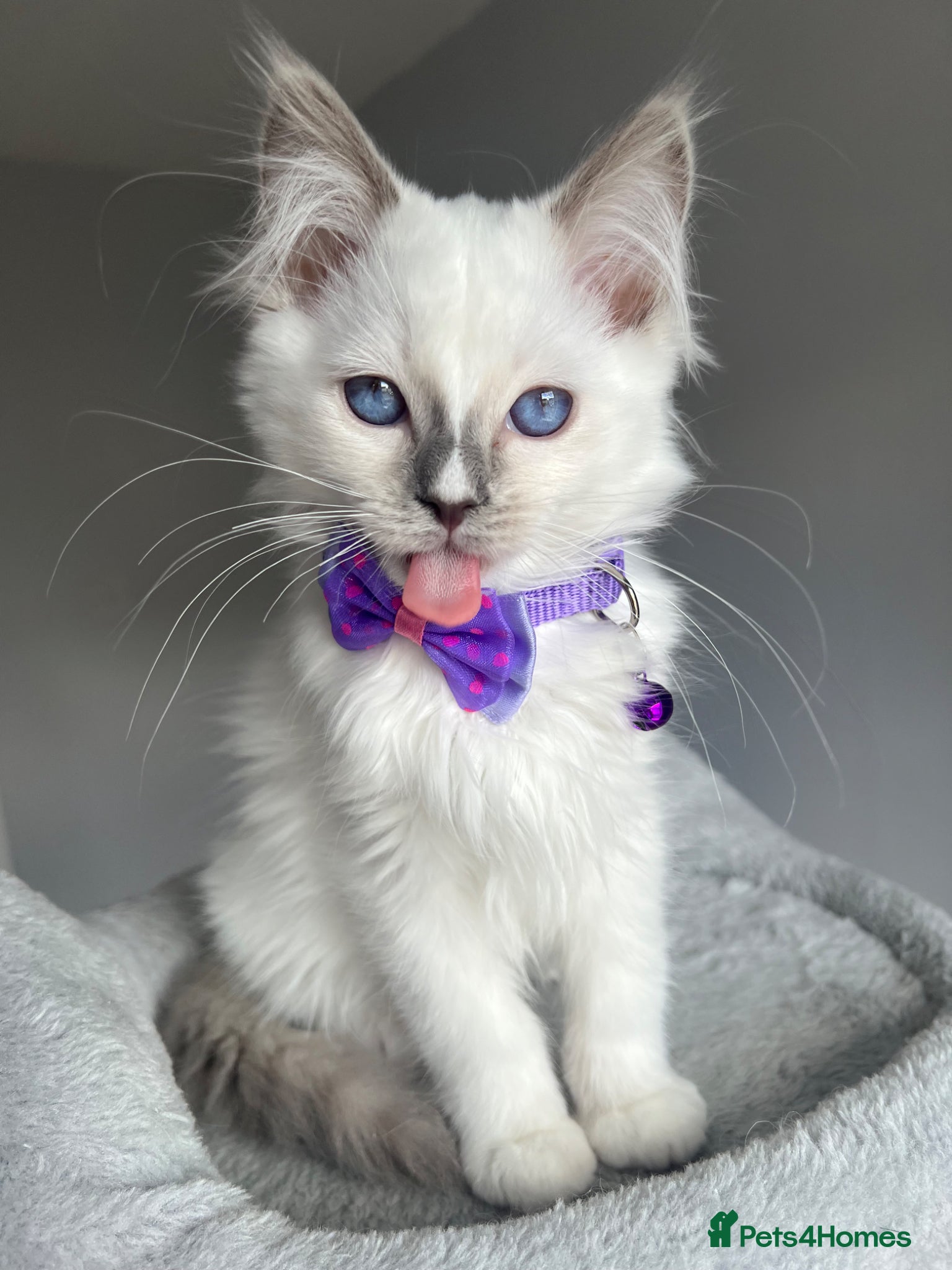 Ragdoll cats GCCF Pedigree Ragdoll kittens  - Advert 18
