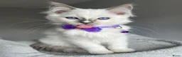 Ragdoll cats for sale: GCCF Pedigree Ragdoll kittens  - Advert 1