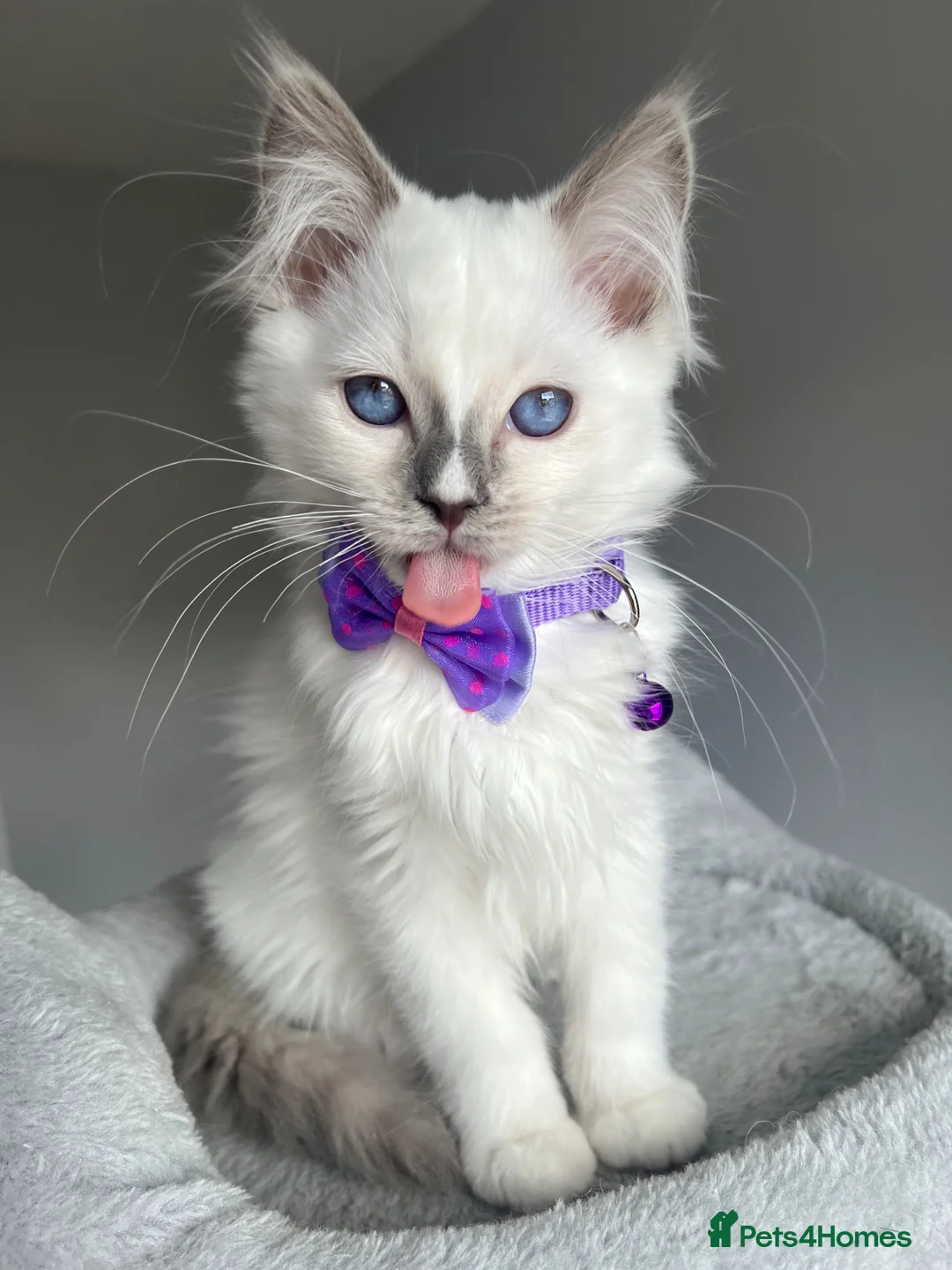 Ragdoll cats for sale: GCCF Pedigree Ragdoll kittens  - Advert 1