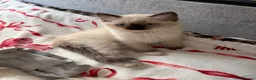 Ragdoll cats for sale: Ragdoll Kittens - 1 Available - Advert 6