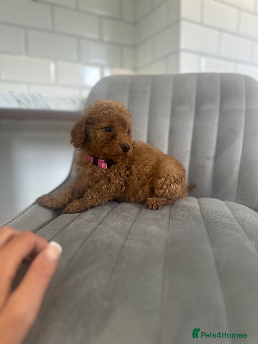Cockapoo dogs for sale: OUTSTANDING Red Cockapoo Puppies  - Image 15