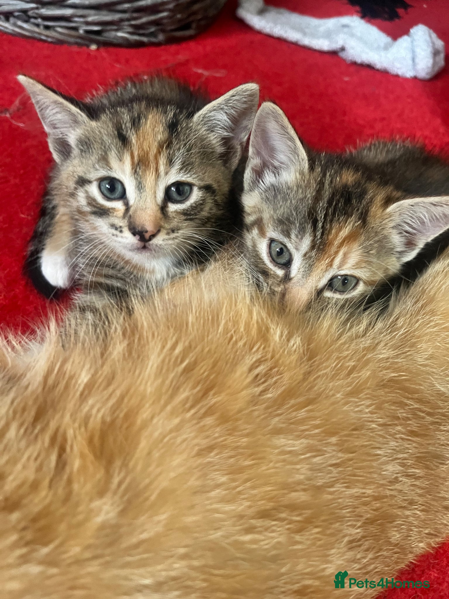 Mixed Breed cats 2 tabby kittens  - Advert 4