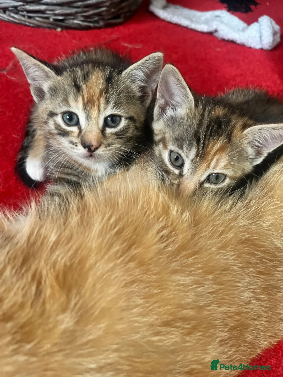 Mixed Breed cats for sale: 2 tabby kittens  - Advert 1