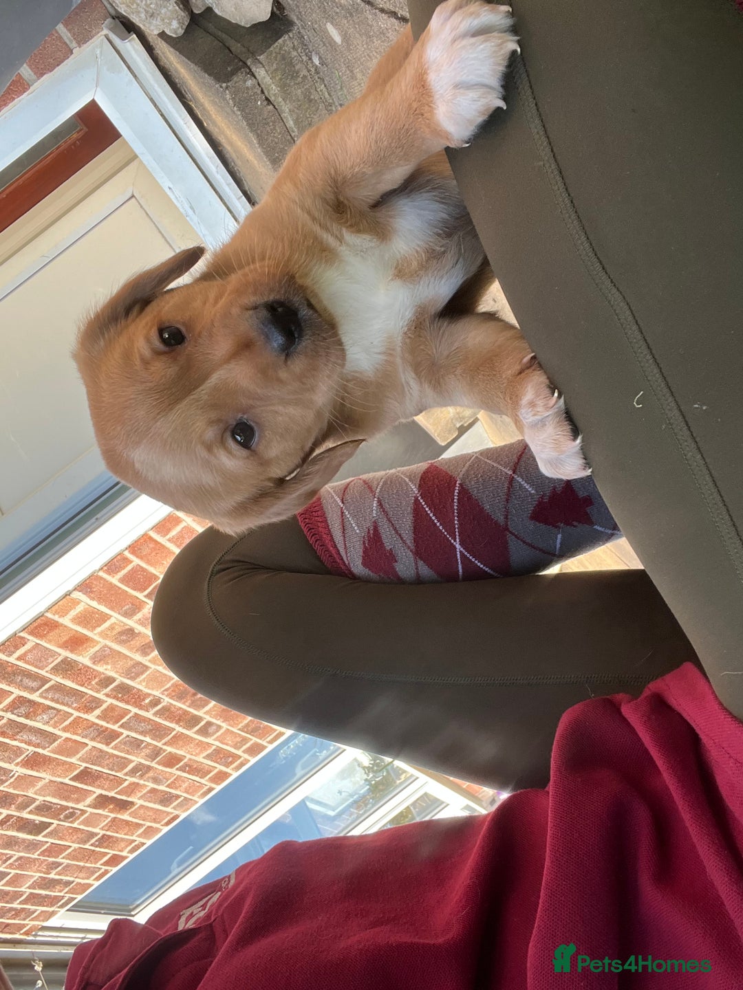 Mixed Breed dogs for sale: Sprockerdor puppies for sale - Image 3
