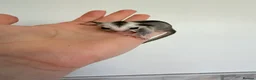 Sugar Glider rodents for sale: White face male Sugar glider available  - Advert 6