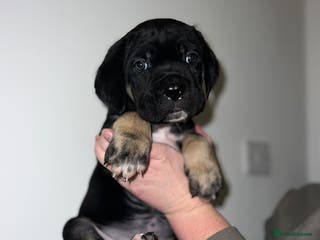 Cane Corso dogs Cane Corso puppies family reared no expense spared - Advert 4