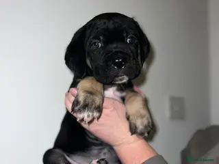 Cane Corso dogs Cane Corso puppies family reared no expense spared - Advert 12