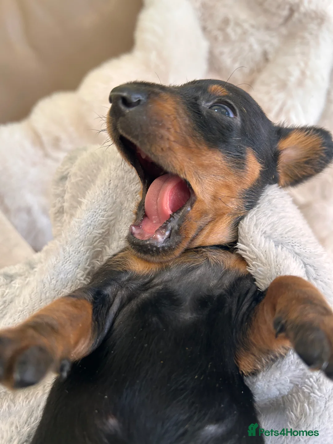 Miniature Dachshund dogs for sale: Monty the Miniature Dachshund  - Advert 21