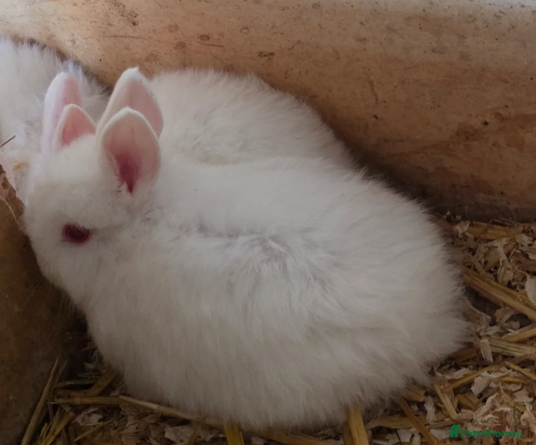 English rabbits for sale: Rabbits for sale - Advert 2