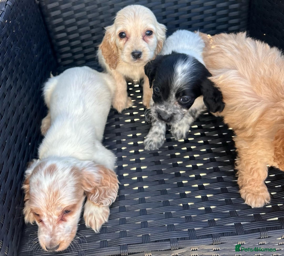 Cockapoo dogs for sale: Stunning cockapoo puppies - Image 15