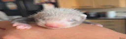 Ferret rodents for sale: Baby ferrets for sale  in Pontefract - Advert 1