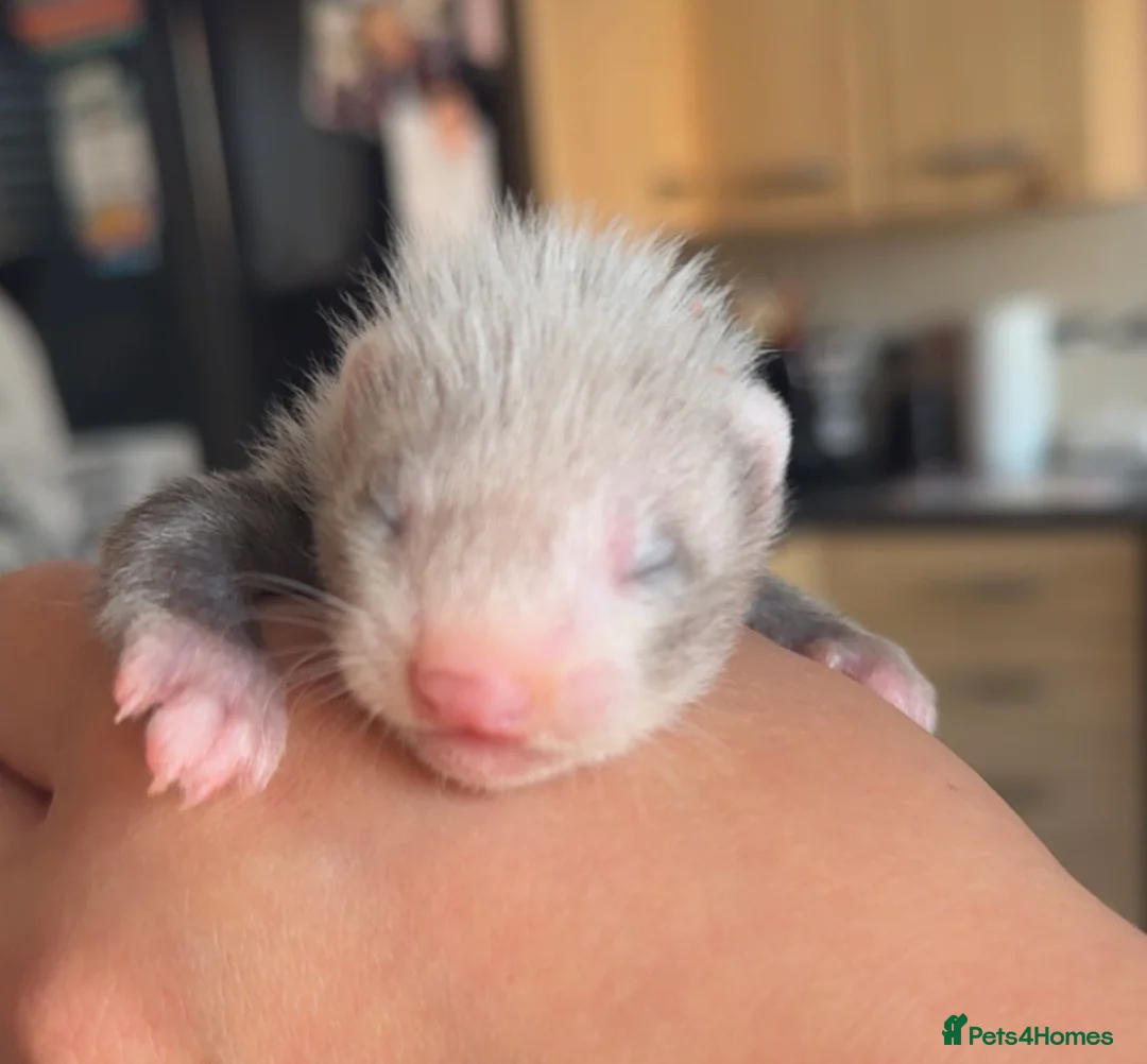 Ferret rodents for sale: Baby ferrets for sale  in Pontefract - Advert 1