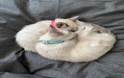Siamese cats for sale: Kittens for re homing  - Image 7