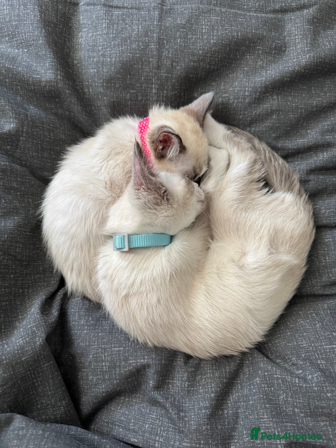 Siamese cats for sale: Kittens for re homing  - Image 7