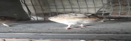 Quail poultry for sale: Jumbo quail in Barnsley - Advert 6