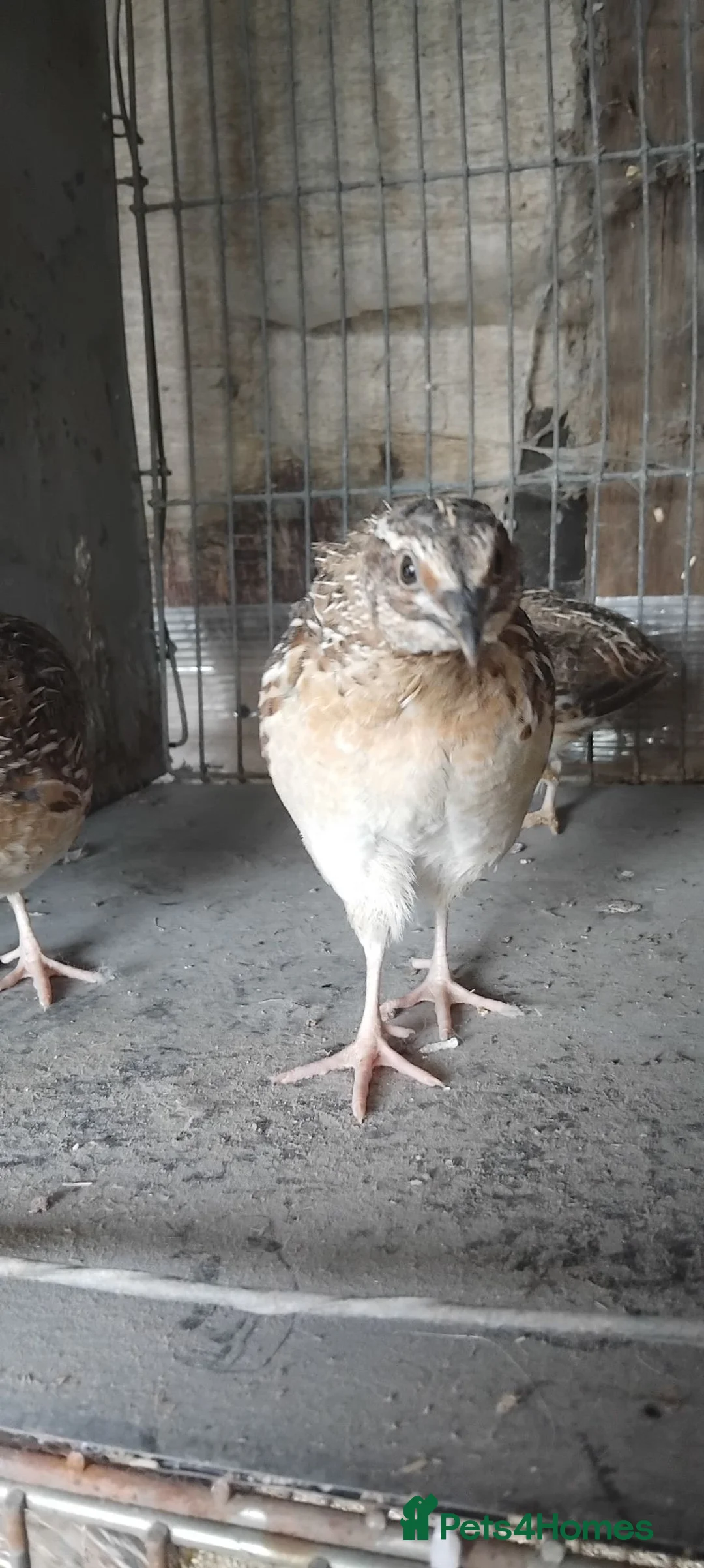 Quail poultry for sale: Jumbo quail in Barnsley - Advert 6