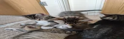 Mixed Breed cats for sale: Unique Tabby kittens   looking for a forever home  in Doncaster - Advert 16