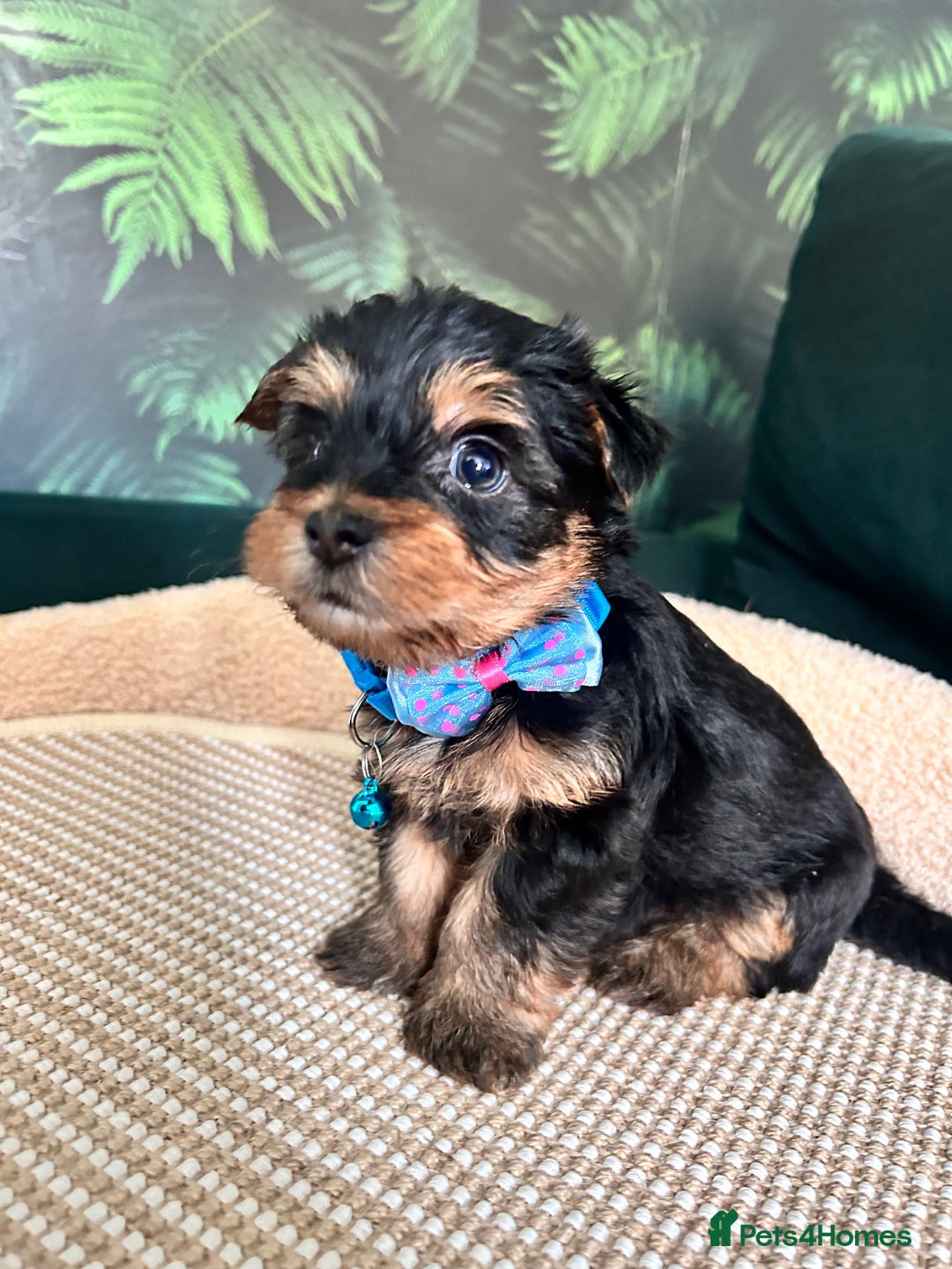 Yorkshire Terrier dogs for sale: 6 adorable puppies  - Image 1