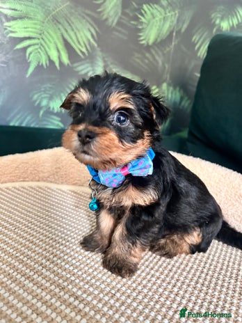 Yorkshire Terrier dogs - Advert 1