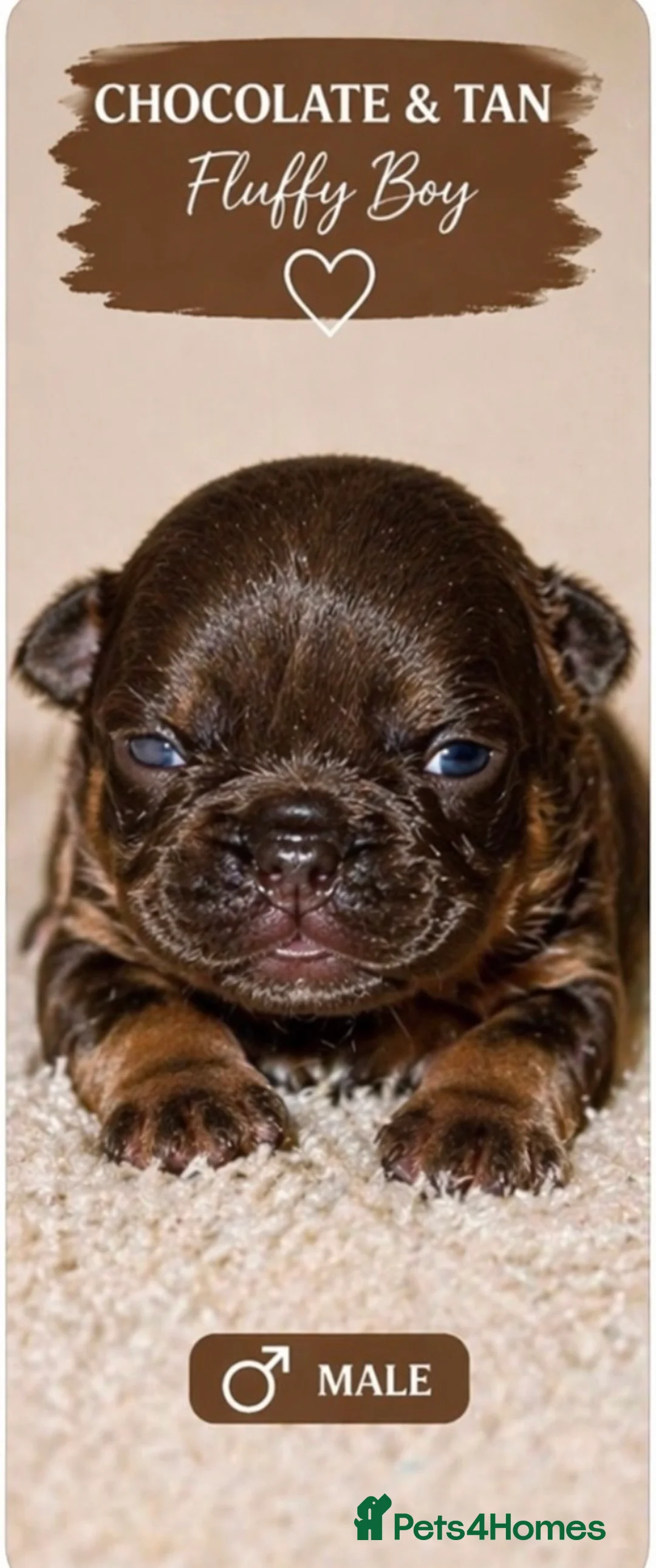 French Bulldog dogs for sale: Fluffy French bulldog puppies  - Advert 2