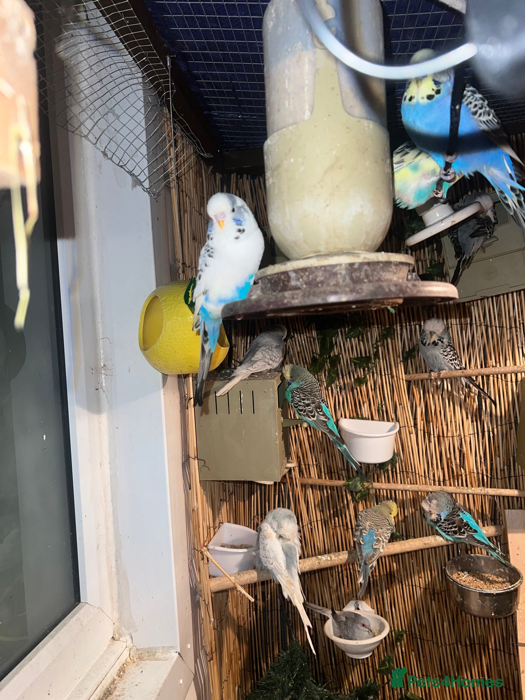 Mixed Breed birds for sale: Canaries, cockatiels budgies - Advert 10